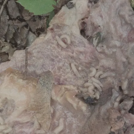 Vicissitude / Pale Spektre - Fumerole Cauterization in Strigoic Wanion CD